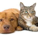 pet urine treatment