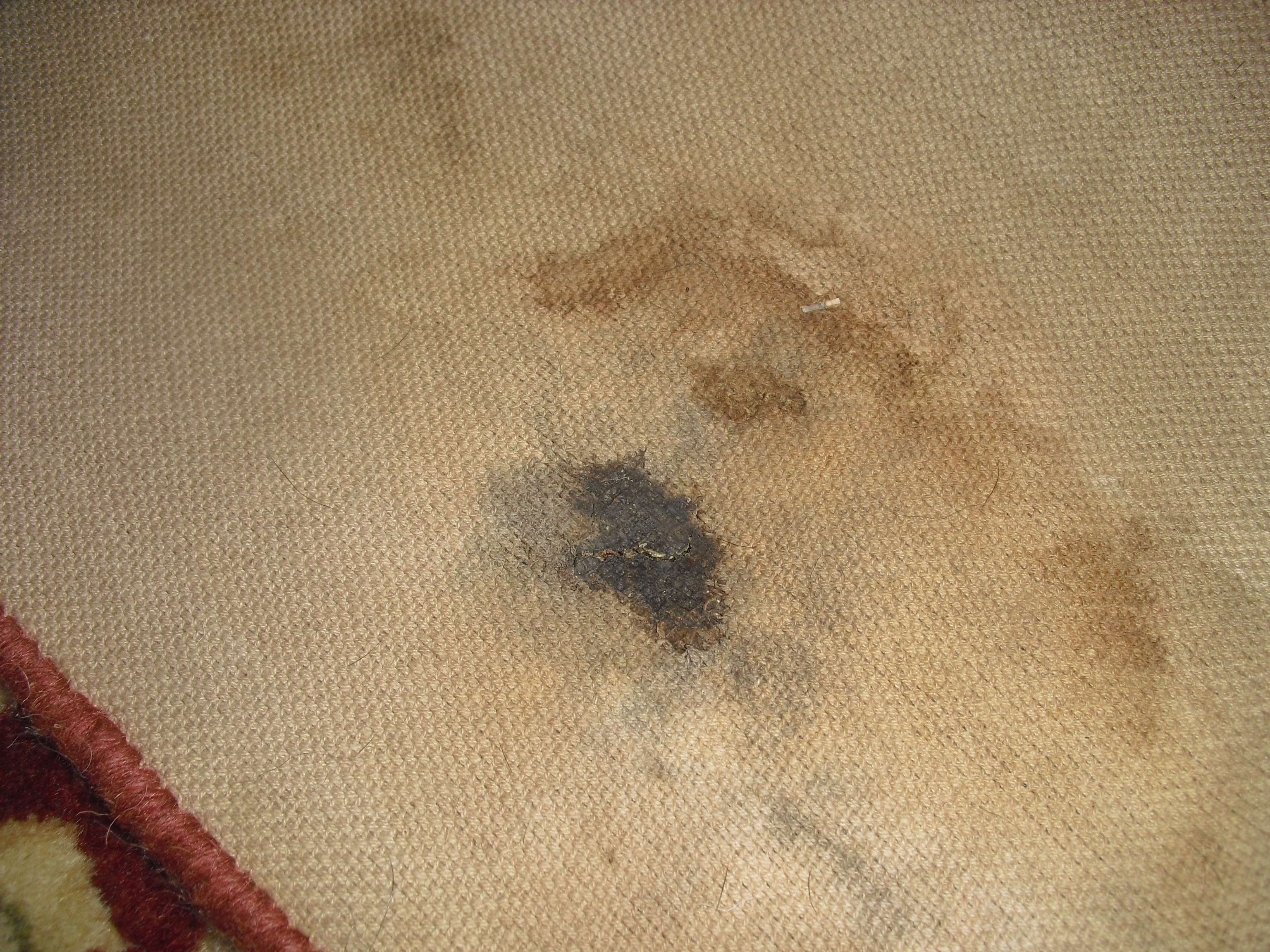 Oriental Rug Cleaning How To Save Your Area When A Flood Intrusion
